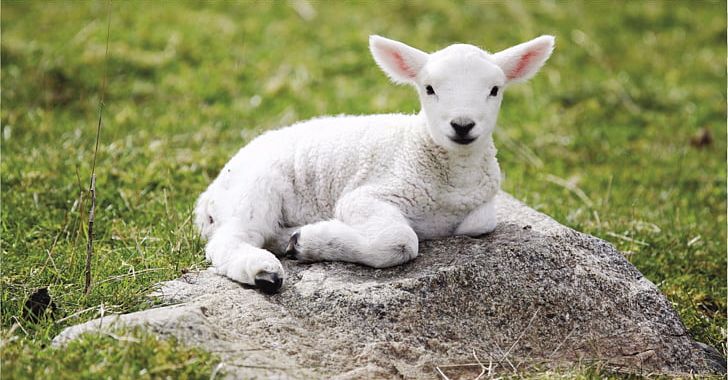 Sheep Lamb And Mutton Desktop High-definition Video 1080p PNG, Clipart, 720p, 1080p, Animals, Aspect Ratio, Computer Free PNG Download