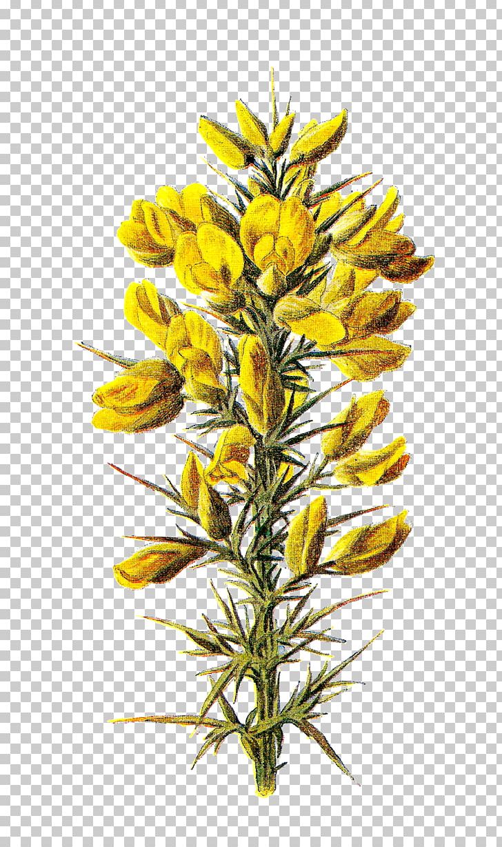 Ulex Europaeus Familiar Wild Flowers Wildflower Botany PNG, Clipart, Botany, Broom, Commodity, Familiar, Familiar Wild Flowers Free PNG Download
