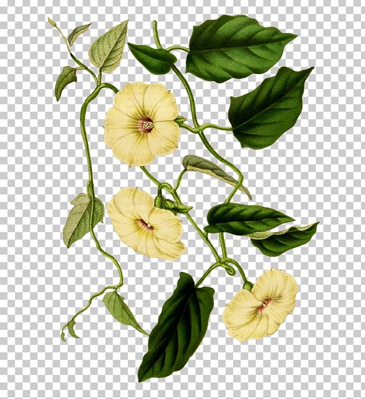 Botany Picturing Plants Flower Petal PNG, Clipart, Botanical Illustration, Botany, Branch, Cape Jasmine, Cut Flowers Free PNG Download