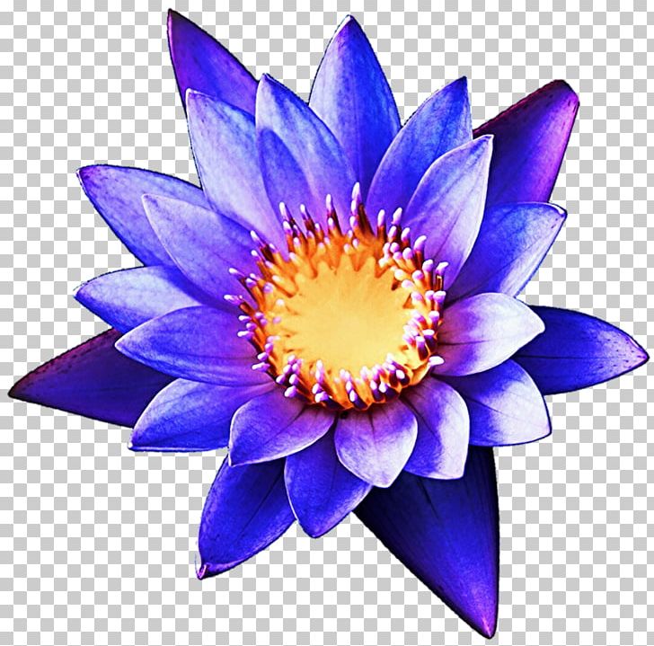 Flower Purple Violet Lilac Lavender PNG, Clipart, Aquatic Animal, Aquatic Plant, Aquatic Plants, Blue, Cobalt Free PNG Download