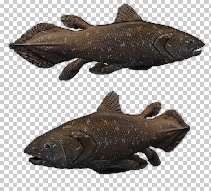 Zoo Tycoon 2 Indonesian Coelacanth Manado PNG, Clipart, Animal, Cod, Coelacanth, Fauna, Fish Free PNG Download