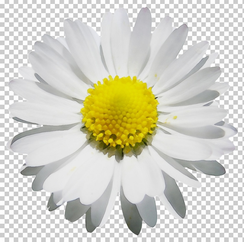 Chrysanthemum Oxeye Daisy Roman Chamomile Marguerite Daisy Aster PNG, Clipart, Argyranthemum, Aster, Biology, Chamomiles, Chrysanthemum Free PNG Download