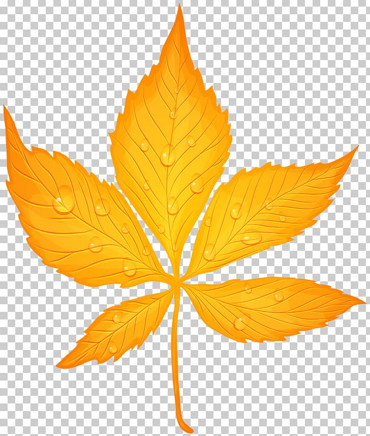 Autumn Leaf Color PNG, Clipart, Autumn, Autumn Leaf Color, Clipart, Clip Art, Color Free PNG Download
