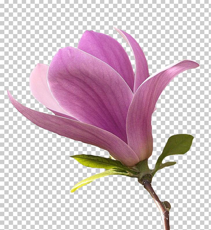 Flower Magnolia Petal Plant Stem PNG, Clipart, Flower, Flowering Plant, Graphic Design, Herbaceous Plant, Internet Free PNG Download