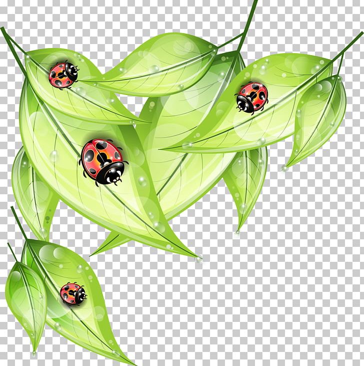 Ladybird PNG, Clipart, Adobe Illustrator, Encapsulated Postscript, Fruit, Happy Birthday Vector Images, Insects Free PNG Download