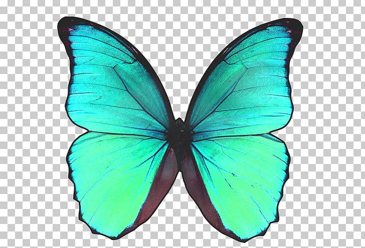 Monarch Butterfly Blue Morpho Pieridae Gossamer-winged Butterflies PNG, Clipart, Arthropod, Bead, Bead Embroidery, Blue Morpho, Brush Footed Butterfly Free PNG Download