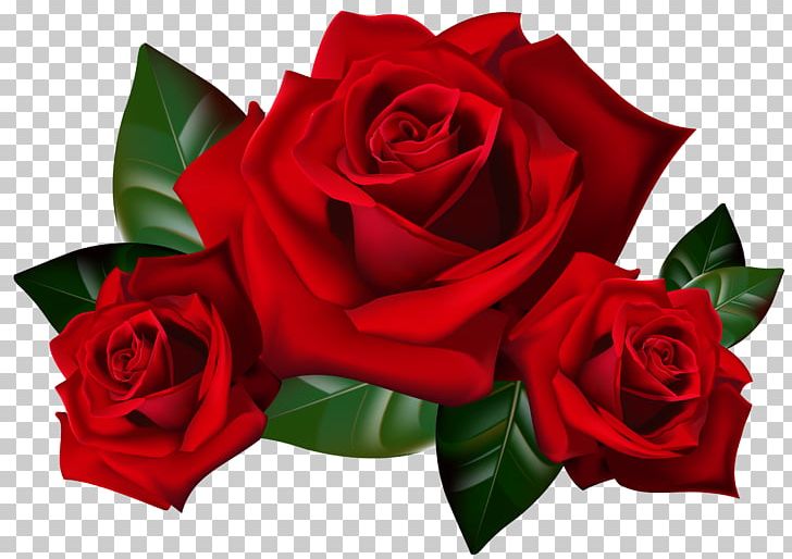 Rose PNG, Clipart, Clipart, Clip Art, Cut Flowers, Floral Design, Floribunda Free PNG Download