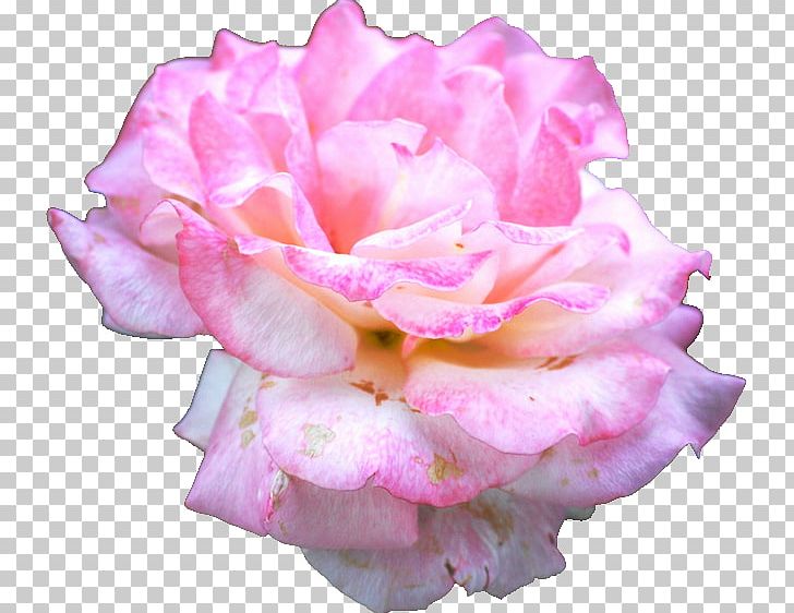 Garden Roses Centifolia Roses Floribunda Rookie Cut Flowers PNG, Clipart, Centifolia Roses, China Rose, Cut Flowers, Fashion, Floribunda Free PNG Download