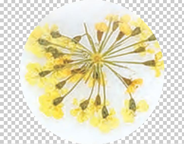 Flower Mustard PNG, Clipart, Flower, Mustard, Nature, Yellow Free PNG Download