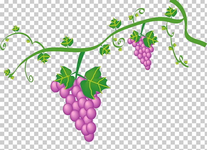 Grape Euclidean PNG, Clipart, Auglis, Black Grapes, Cartoon, Creative Work, Food Free PNG Download