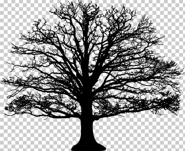 Hardwood Tree Wood Flooring Stone Pine PNG, Clipart, Barren, Black And White, Branch, Carpet, Deciduous Free PNG Download