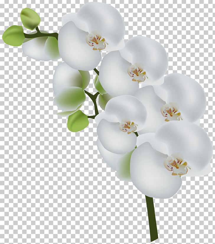 Orchids Stock Photography PNG, Clipart, Blossom, Branch, Clipart, Computer Icons, Cut Flowers Free PNG Download