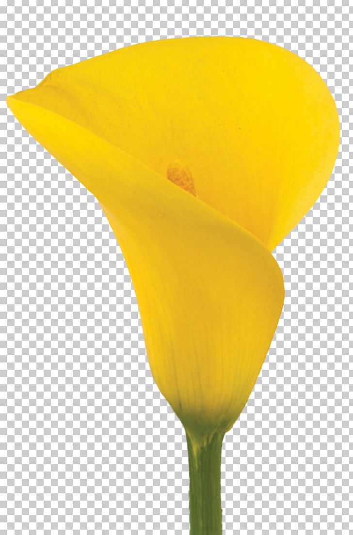 Arum-lily Yellow Lilium Flower Callalily PNG, Clipart, Artificial Flower, Arum Lily, Arumlily, Callalily, Calla Lily Free PNG Download