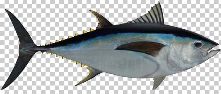 Bigeye Tuna Albacore Seafood Fishing Yellowfin Tuna PNG, Clipart, Animals, Atlantic Bluefin Tuna, Atlantic Bonito, Biggame Fishing, Bonito Free PNG Download