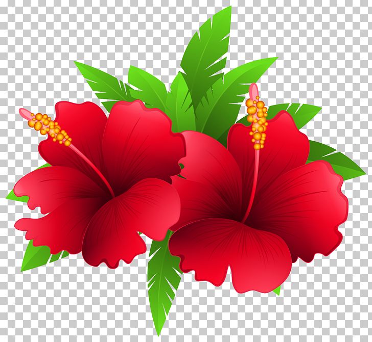 Flower Plant PNG, Clipart, Arumlily, Chinese Hibiscus, Clipart, Clip Art, Color Free PNG Download