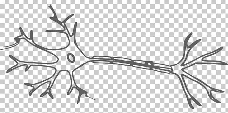 Neuron Nervous System Artificial Neural Network PNG, Clipart, Antler, Artificial Neural Network, Besides, Biological Neural Network, Black And White Free PNG Download