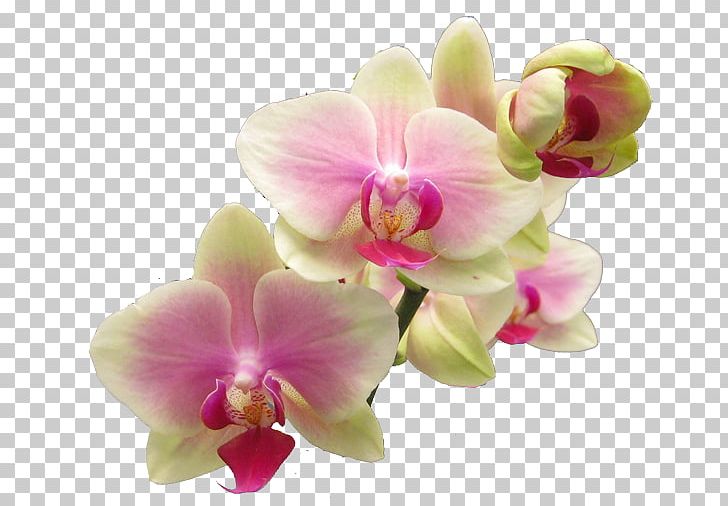 Popular Orchids Flower Easter Lily PNG, Clipart, Blog, Cattleya, Clip Art, Cut Flowers, Easter Lily Free PNG Download