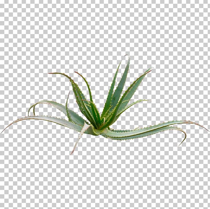 Aloe Vera Aloe Arborescens Plant Aloin Arborescence PNG, Clipart, Age, Aloe, Aloe Arborescens, Aloe Vera, Aloin Free PNG Download