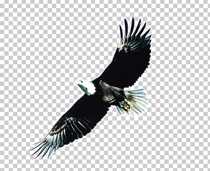 Bald Eagle Atlxe9tico Clube Juventus PNG, Clipart, Angels Wings, Angel Wing, Angel Wings, Atlxe9tico Clube Juventus, Beak Free PNG Download