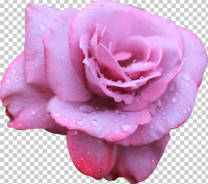 Beach Rose Flower Petal Pink PNG, Clipart, Beach Rose, Blue, Blue Rose, China Rose, Closeup Free PNG Download