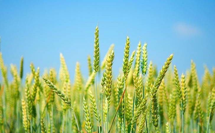 Common Wheat Desktop Wheat Fields Cereal Wheatgrass PNG, Clipart, 4k Resolution, Agriculture, Barley, Cereal, Commodity Free PNG Download