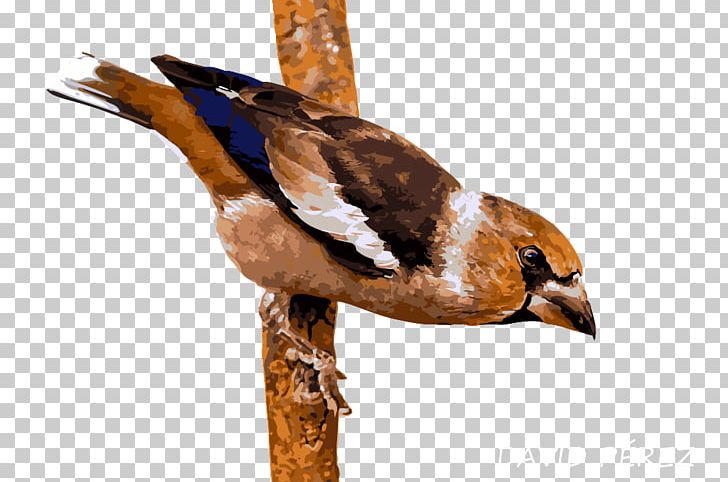 Duck Finches Fauna Beak Feather PNG, Clipart, Animals, Beak, Bird, Duck, Ducks Geese And Swans Free PNG Download