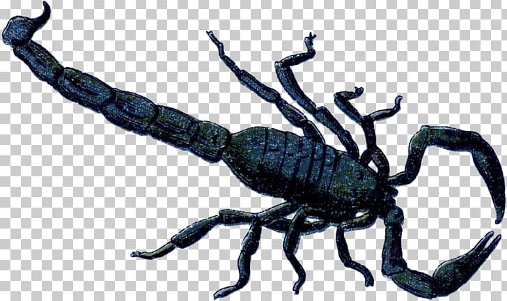 Scorpion Weevil Terrestrial Animal PNG, Clipart, Animal, Arthropod, Insects, Invertebrate, Organism Free PNG Download