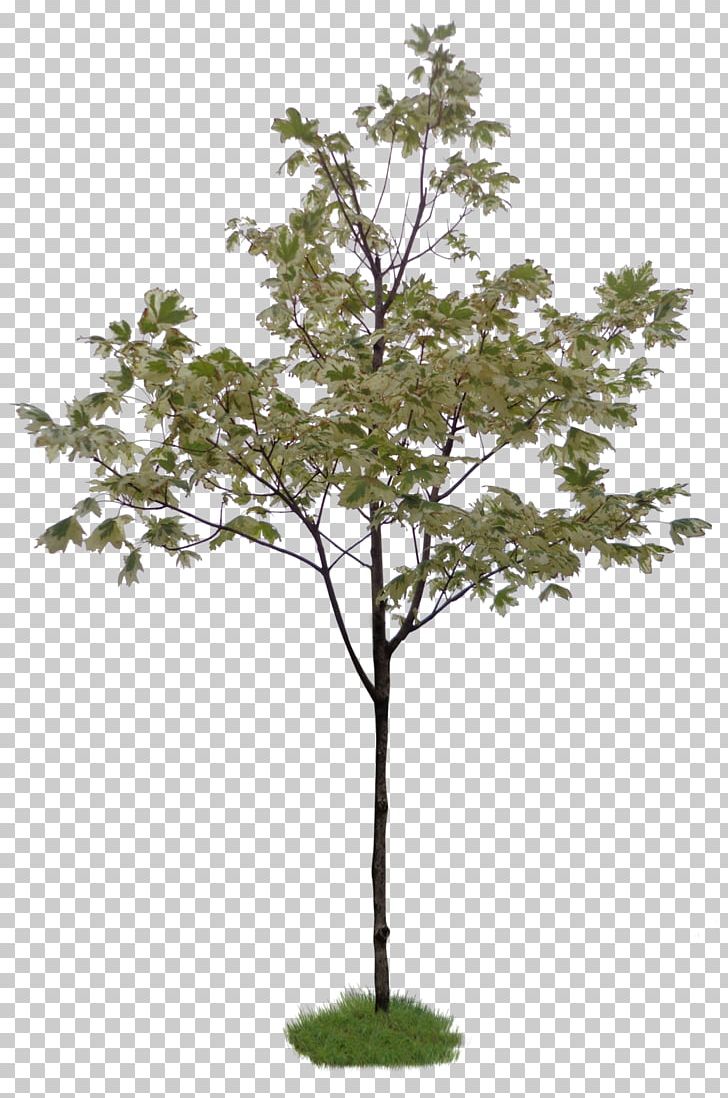 Twig Tree Weeping Fig Topiary Shrub PNG, Clipart, Bamboo, Beech, Branch, Character, Common Fig Free PNG Download