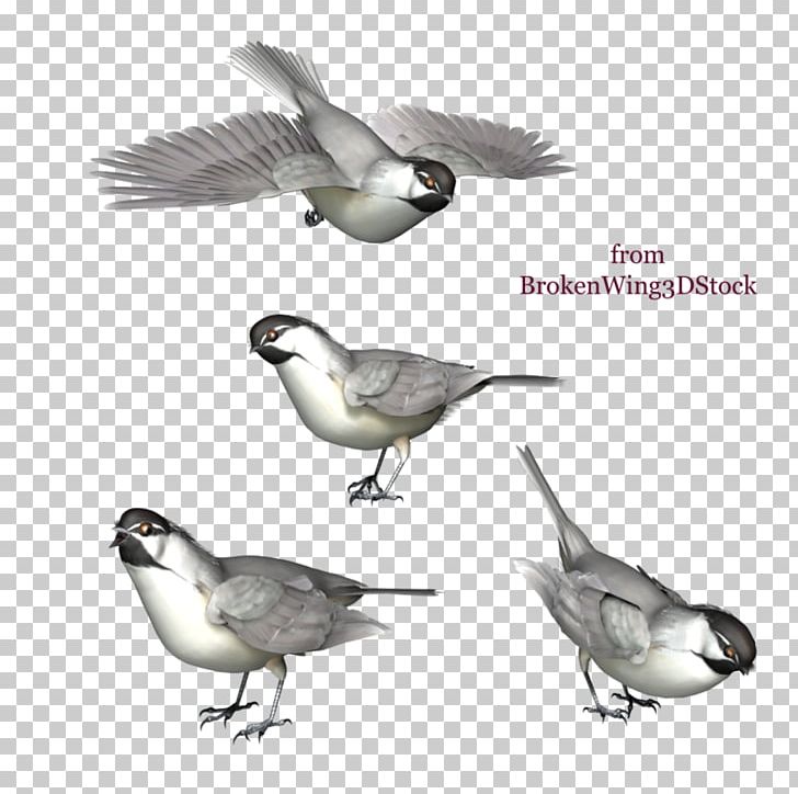 Bird Duck Mountain Chickadee Black-capped Chickadee PNG, Clipart, American Sparrows, Animal, Animals, Beak, Bird Free PNG Download