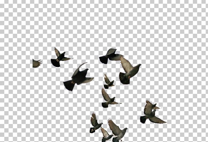 Flight Bird Encapsulated PostScript PNG, Clipart, Animal Migration, Animals, Bird, Bird Flight, Bird Migration Free PNG Download