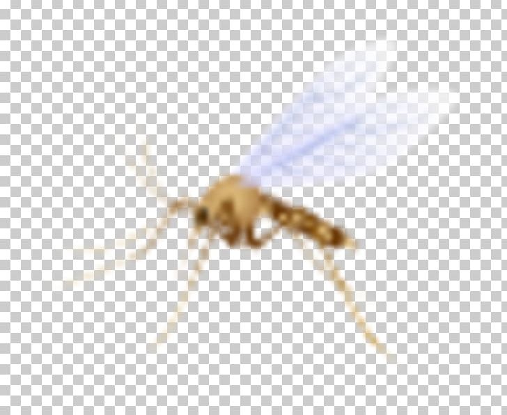 Mosquito Insect Pollinator Membrane PNG, Clipart, Arthropod, Fly, Insect, Insects, Invertebrate Free PNG Download