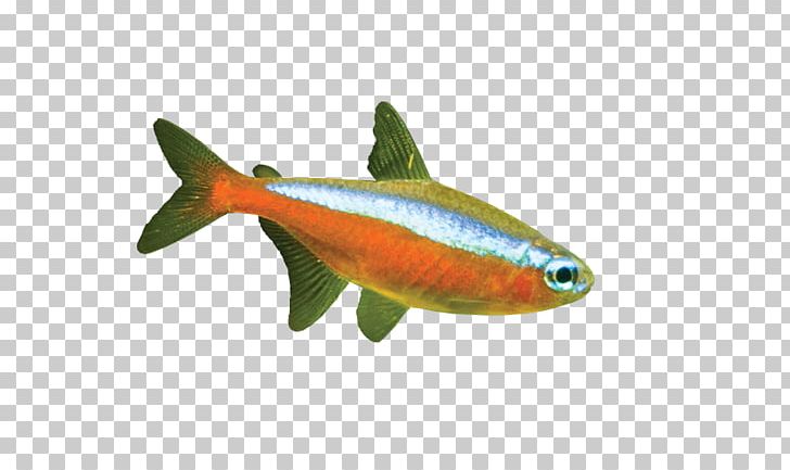 Milkfish Marine Biology Fauna PNG, Clipart, Animals, Aquarium Fish, Biology, Bony Fish, Fauna Free PNG Download