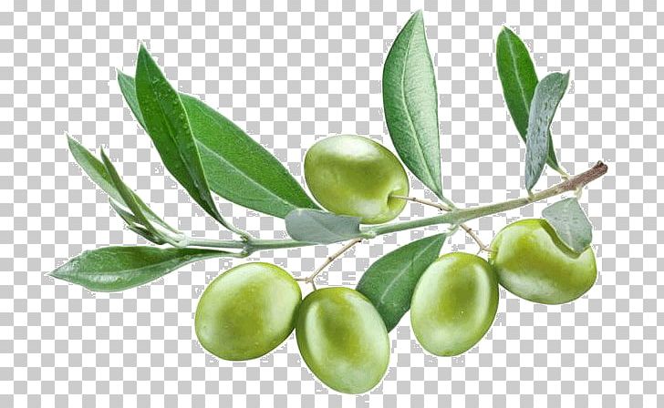 Olive Branch Stock Photography Olive Leaf Olive Oil PNG, Clipart, Arbequina, Branch, Commodity, Food, Food Drinks Free PNG Download