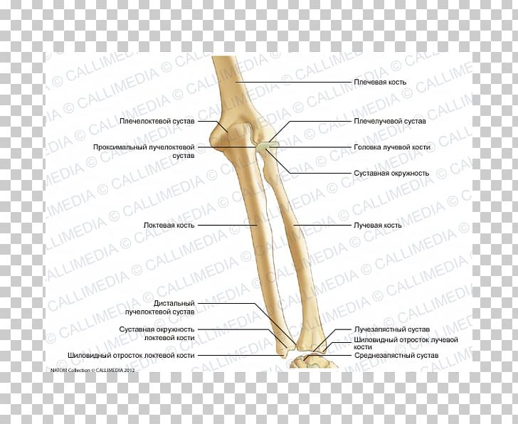 Thumb Elbow Shoulder Bone Forearm PNG, Clipart, Anatomy, Angle, Arm, Bone, Diagram Free PNG Download