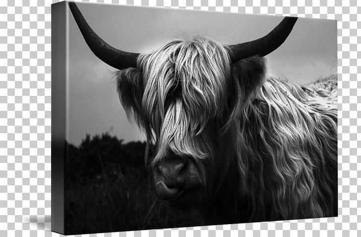 Bull Cattle Wildlife Stock Photography PNG, Clipart, Black And White, Bull, Cattle, Cattle Like Mammal, Cow Goat Family Free PNG Download