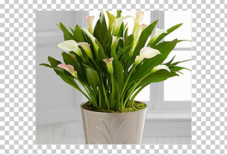 Floral Design Cut Flowers Houseplant Dentistry PNG, Clipart, Artificial Flower, Bog Arum, Cut Flowers, Dentistry, Floral Design Free PNG Download