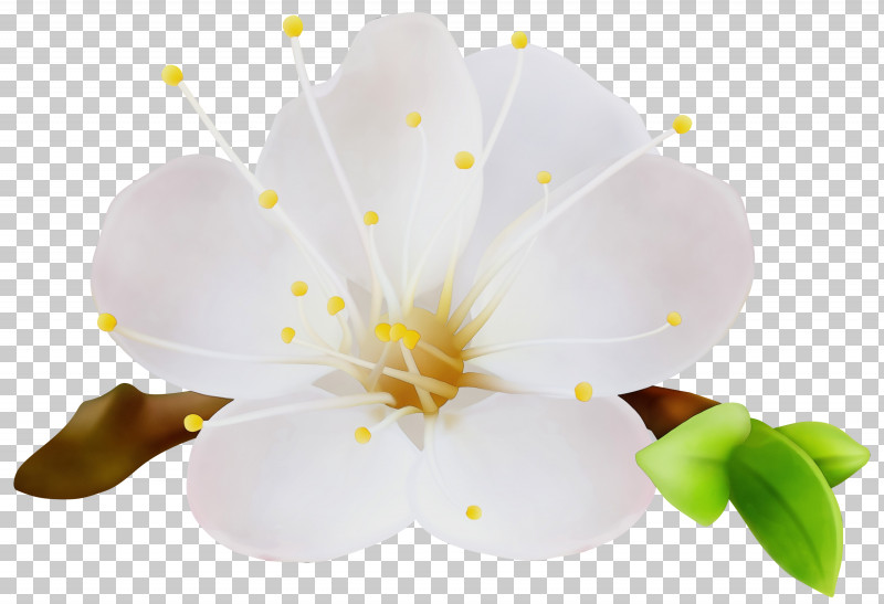White Flower Petal Plant Yellow PNG, Clipart, Blossom, Flower, Paint, Petal, Plant Free PNG Download
