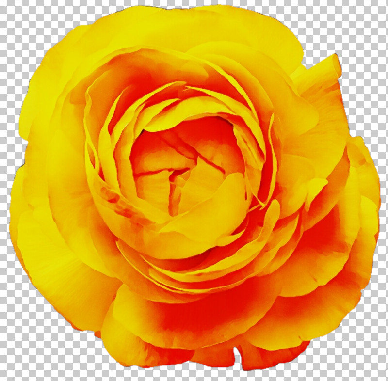 Garden Roses PNG, Clipart, Closeup, Computer, Cut Flowers, Floribunda, Flower Free PNG Download