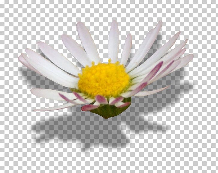 Common Daisy Oxeye Daisy Flower Editing PNG, Clipart, Aster, Chamomile, Chrysanths, Common Daisy, Common Sunflower Free PNG Download