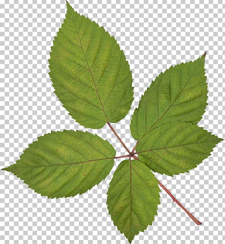 Leaf Vecteur Branch PNG, Clipart, Background Green, Branch, Branches, Concepteur, Data Encryption Standard Free PNG Download