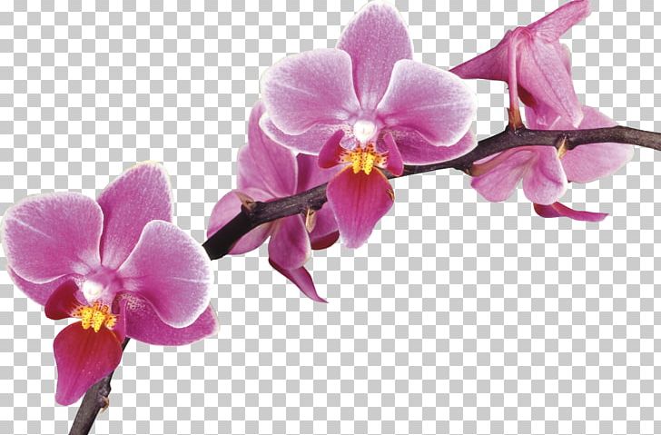 Orchids Desktop Photography Drawing PNG, Clipart, Boat Orchid, Crocus, Cut Flowers, Desktop Wallpaper, Flower Free PNG Download
