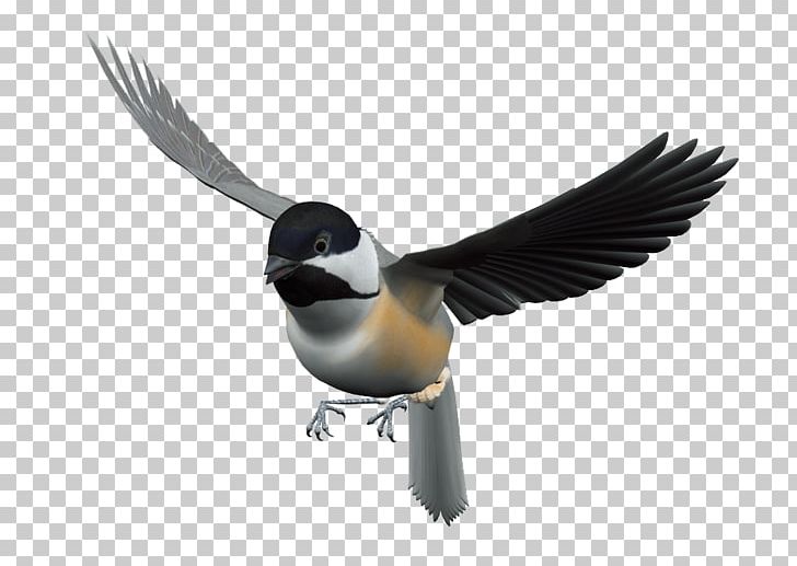 Bird Flight PNG, Clipart, Animals, Beak, Bird, Bird Cage, Bird Nest Free PNG Download