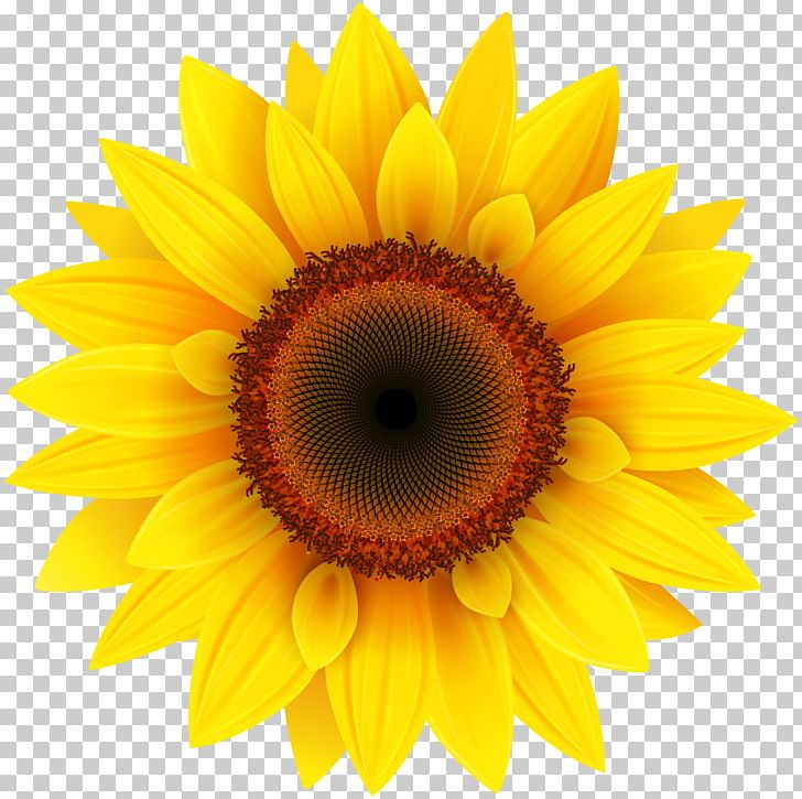 Common Sunflower PNG, Clipart, Asterales, Closeup, Common Sunflower, Computer Icons, Daisy Family Free PNG Download