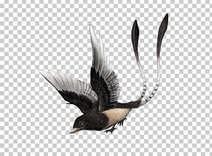 Confuciusornis Beak Dinosaur Hatzegopteryx Feilongus PNG, Clipart, Animal, Beak, Bird, Coelurosauria, Dinosaur Free PNG Download