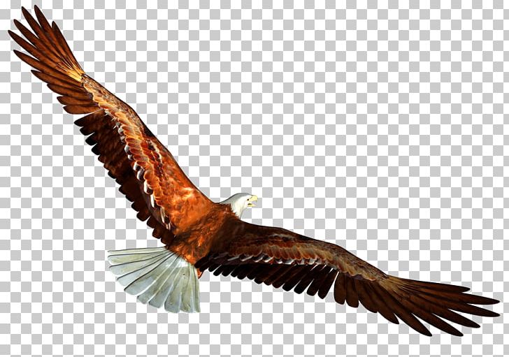 Eagle PNG, Clipart, Accipitriformes, Akitaclub, Animal, Animals, Bald Eagle Free PNG Download