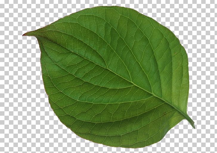 Leaf Green Texture Mapping PNG, Clipart, Background Green, Bladnerv, Ellipse, Euclidean Vector, Fall Leaves Free PNG Download