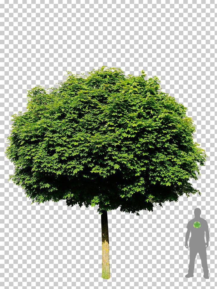 Tree Planting Stock Photography Shrub PNG, Clipart, Arbor Day, Evergreen, Firtree, Grass, Nature Free PNG Download