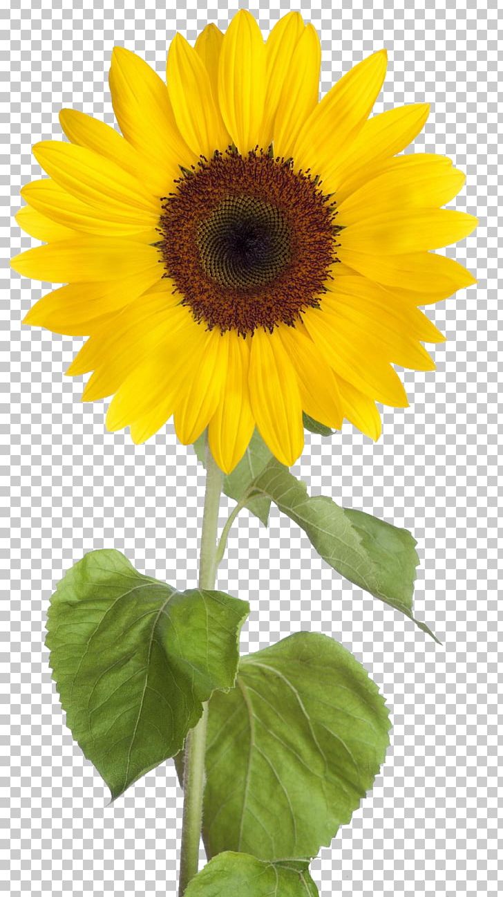 Common Sunflower Desktop PNG, Clipart, Annual Plant, Asterales, Clip Art, Common Sunflower, Computer Icons Free PNG Download