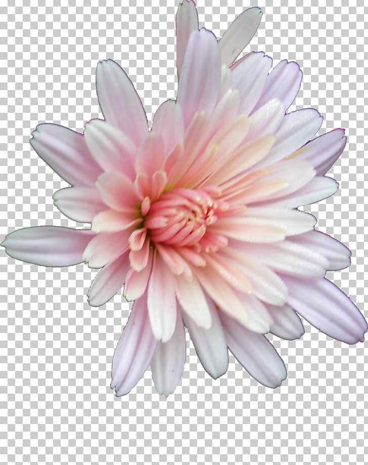 Cut Flowers Chrysanthemum Opera PNG, Clipart, Bridge, Creative Floral Patterns, Dahlia, Daisy Family, Flower Free PNG Download