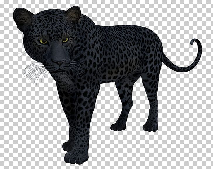 Snow Leopard Black Panther Jaguar Felidae PNG, Clipart, Amur Leopard, Animal Figure, Big Cats, Black, Black Panter Free PNG Download